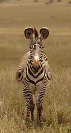 Grevy's Zebra