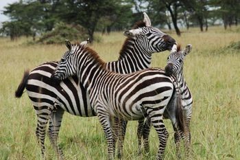 zebras