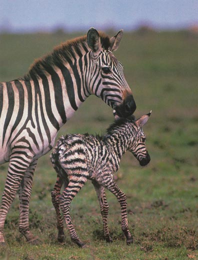 baby zebra