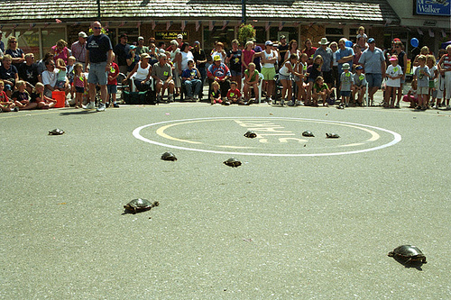 Who Invented Turtle Race Track? – ISMRQA